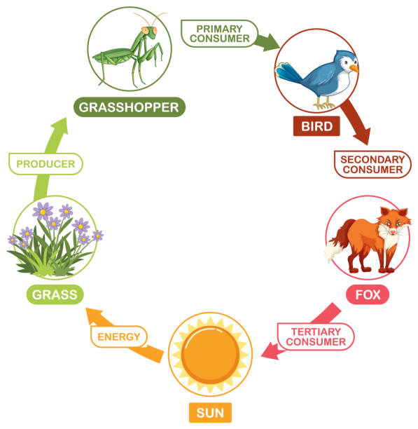 Aulas particulares de cadeia alimentar, ensina sobre as relações tróficas entre os organismos, abordando conceitos como produtores, consumidores e decompositores. Ele explica detalhadamente os níveis da cadeia alimentar, demonstrando como a energia flui nos ecossistemas e a importância do equilíbrio ecológico, ensinado pelo Professor Particular de Cadeia alimentar para aulas particulares.