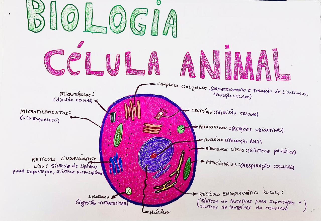 Aulas particulares de célula animal, ilustrando uma Célula Animal com cada função das organelas