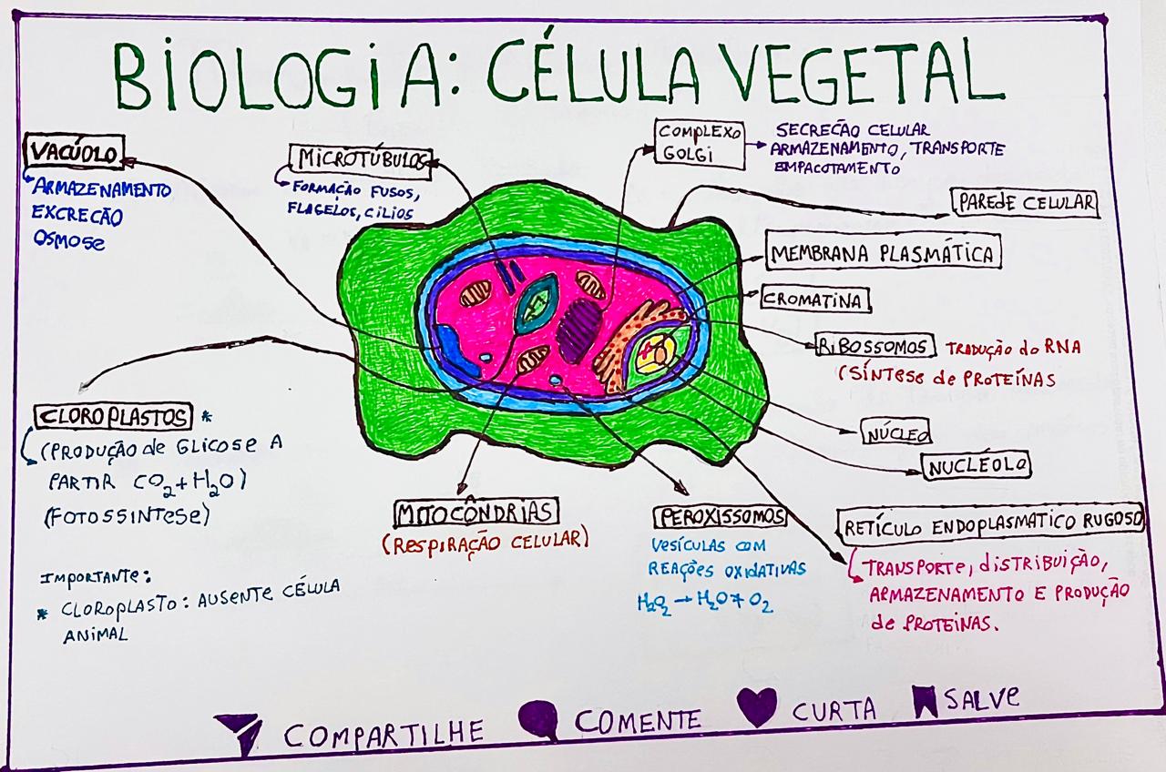 Aulas particulares de célula vegetal, ilustrando uma Célula vegetal com cada função das organelas