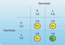 Aulas particulares de lei de Mendel, com foco abordando tópicos como 1º lei de Mendel, aprendendo com Professor de particular de Genética para aulas particulares