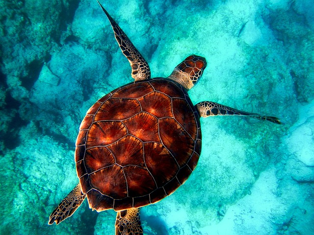 Aulas particulares de Zoologia, classificação e fisiologia dos animais, abordando temas como reino animal, anatomia comparada, ecologia e evolução das espécies, ensinado pelo  Professor de Zoologia para aulas particulares.