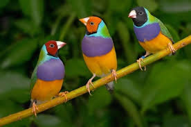 Aulas particulares de aves, com foco em características físicas das aves, como o sistema respiratório, as penas e o bico, além de explicar os hábitos alimentares ensinado pelo Professor de aves para aulas particulares.