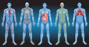 Aulas particulares de anatomia, com foco em sistema cardiovascular, respiratório e digestório, ensinado pelo Professor de Anatomia para aulas particulares.
