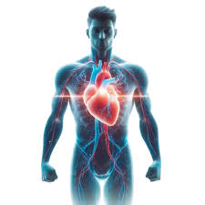 Aulas particulares de corpo humano, com foco em função e inter-relação de órgãos e tecidos, ensinado pelo Professor de particular de corpo humano para aulas particulares.
