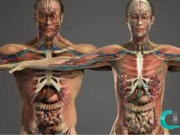 Aulas particulares de Fisiologia, com foco em sistemas do corpo como:digestório,reprodutor,respiratório,nervoso cardiovascular, ensinado pelo  Professor particular de Fisiologia para aulas particulares.